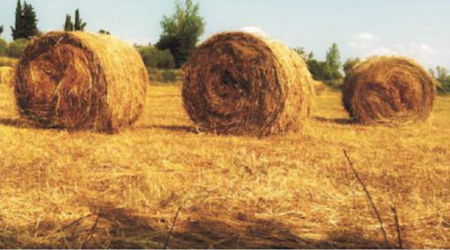 Approvato il nuovo piano assicurativo agricolo 2013, opportunità importanti per lagricoltura italiana 