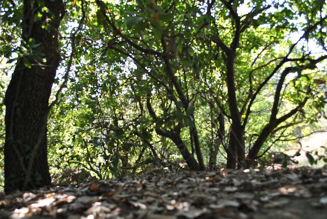 Nuovo corso di laurea in Scienze Naturali e Ambientali