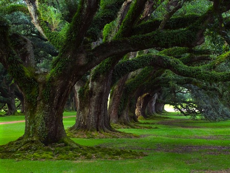 Gli alberi più belli dell'Umbria mettono radici sul portale regionale