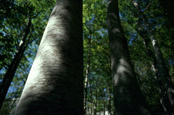 "Per la prima volta, un database unico sull'età degli alberi più vecchi d'Europa"