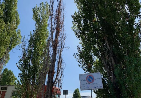 Piazza della Pace, piante ammalorate e un pozzetto non segnalato nell'area camper 