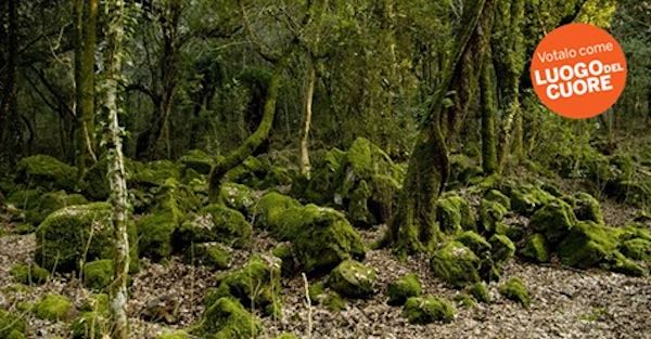 Tra "I Luoghi del Cuore" si fanno avanti anche Parco del Pinaro e Altopiano dell'Alfina