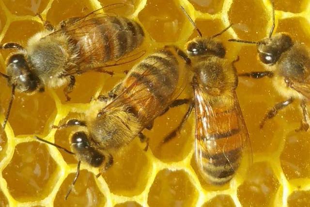 Mediterranean CooBEEration, anche Città della Pieve è "Comune amico delle api"