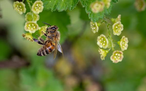 Prima Giornata dell'Apiarium. Obiettivo: territorio amico delle api e votato alla biodiversità