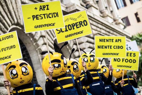 "Le api stanno morendo, l'apicoltura rischia di scomparire"