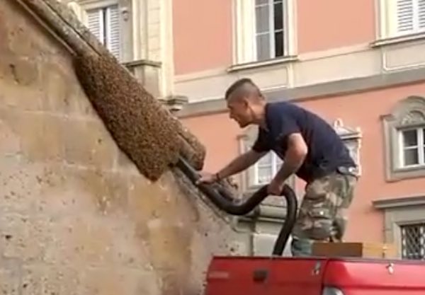 Sciame d'api sul cornicione del Palazzo del Capitano del Popolo