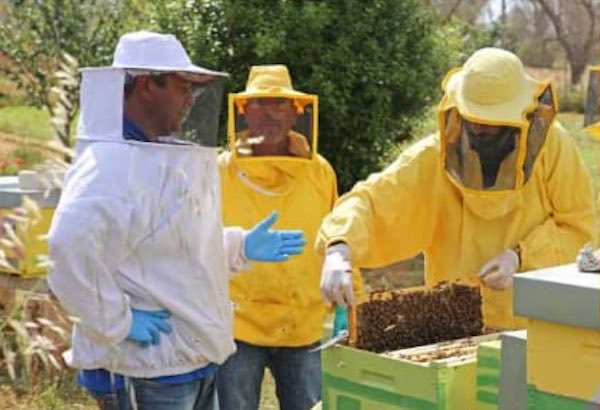 Corso di avvio all'apicoltura finalizzato alla gestione dell'Apiario di Comunità