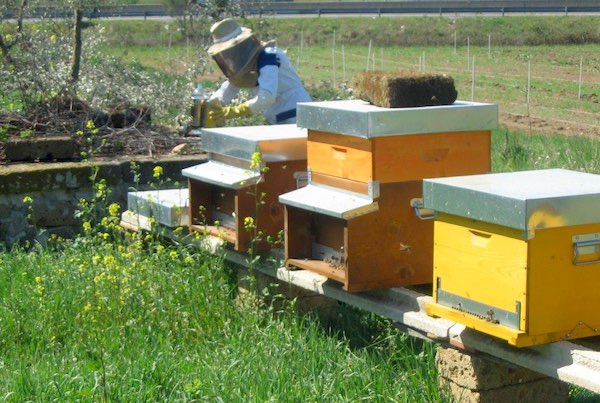 Quattro giorni tra le api con il Corso di Apicoltura Biologica