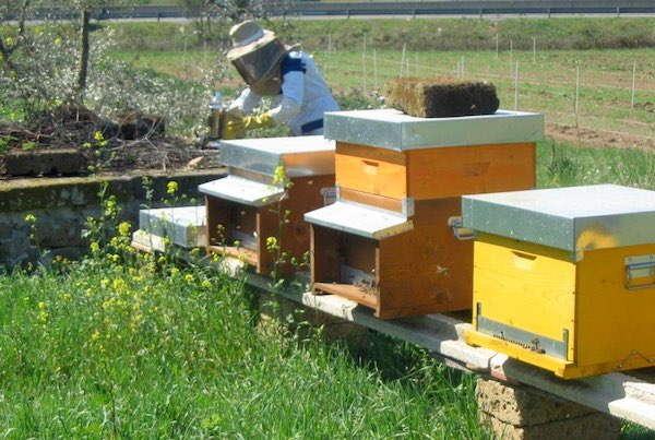 Al via il ciclo di seminari dal titolo "ApisticaMente parlando"