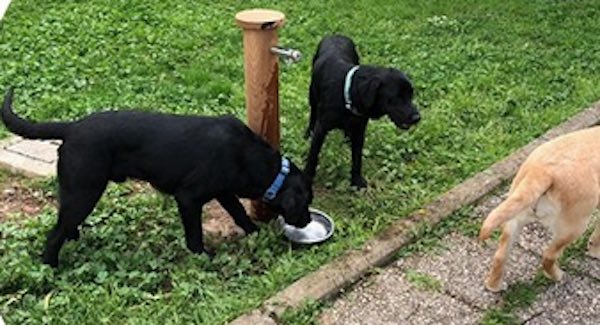 Aree di sgambamento per fare di Orvieto una città pet friendly