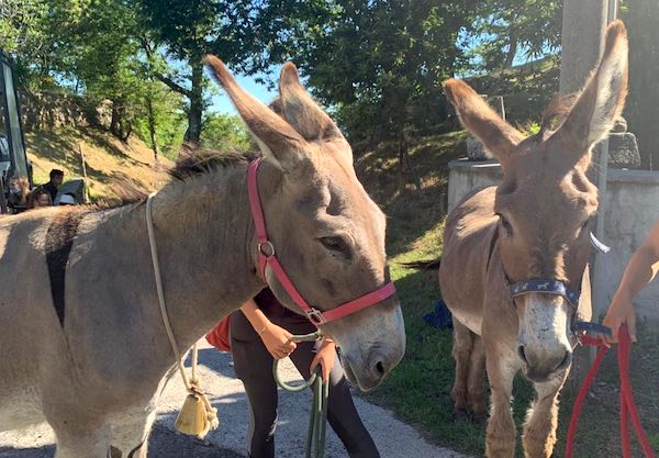 A dorso d'asino tra le antiche mulattiere per scoprire i gioielli dell'Amiata