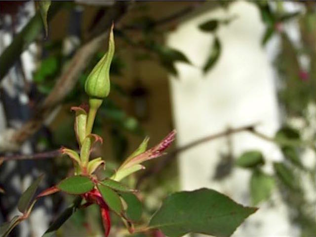 Rocca Ripesena aspetta tutti a "L'Attesa" della fioritura delle rose