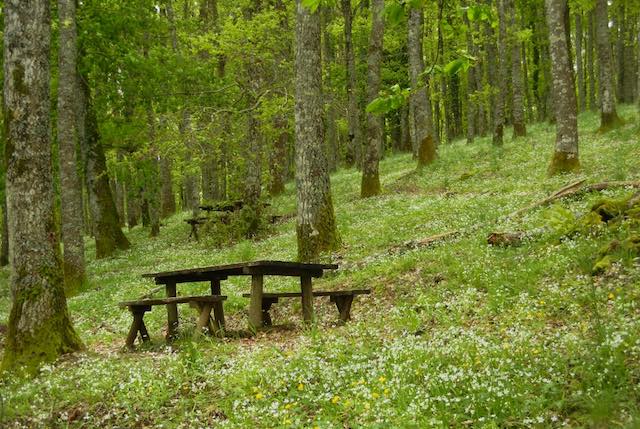 "Allerona Petit Tour" torna nei boschi della Selva di Meana