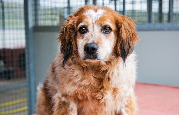 Prosegue la campagna "Bau Bau" per l'adozione dei cani ospiti del canile