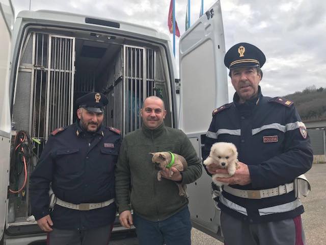Diciassette cani sotto sequestro, due denunce per maltrattamento di animali