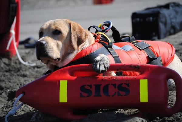 Attiva anche la Scuola Italiana Cani Salvataggio per una maggiore sicurezza balneare