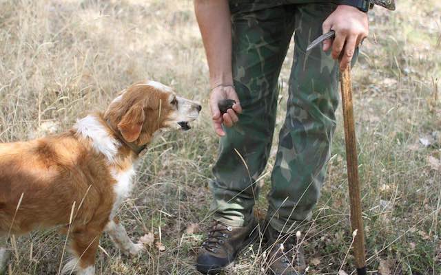 Trovati morti tre cani da caccia ad Osarella, si indaga