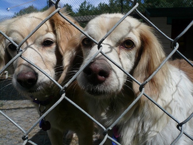 "Diamoci la zampa". Riprende la campagna per le adozioni canine