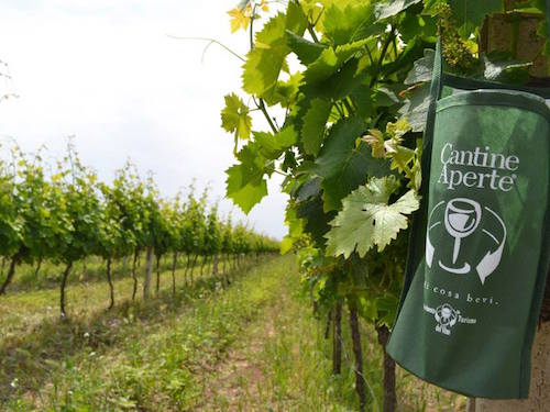 Tra botti e filari è festa con "Cantine Aperte". Gli appuntamenti nell'Orvietano