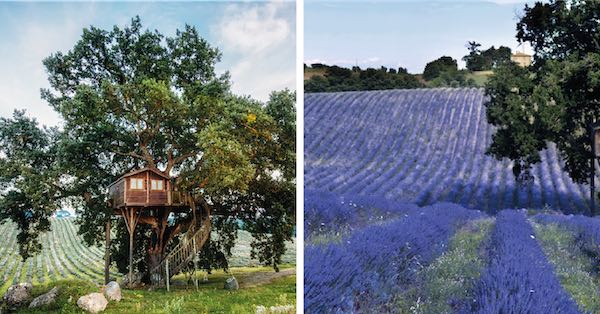 La casa sulla quercia pluricentenaria. Percorso sensoriale tra i campi di lavanda