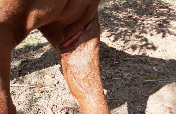 Cavalli aggrediti dai lupi. "Quando sono tornato, erano pieni di sangue"