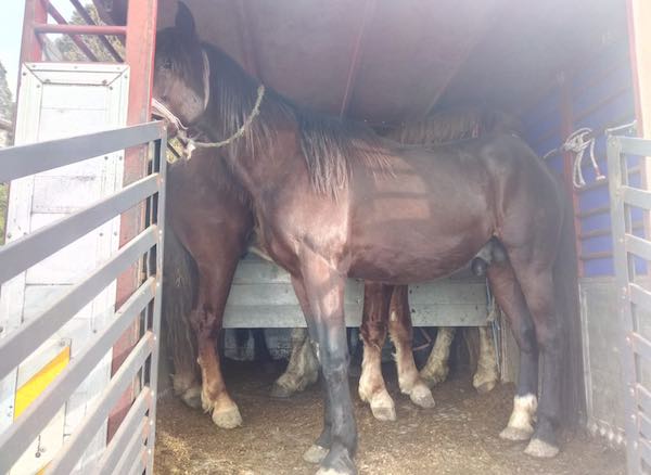 Quattro denunciati per maltrattamenti di animali ed importazione clandestina