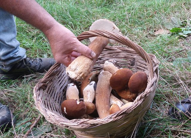 "Funghi commestibili e velenosi...". Corso teorico-pratico all'Orto Botanico