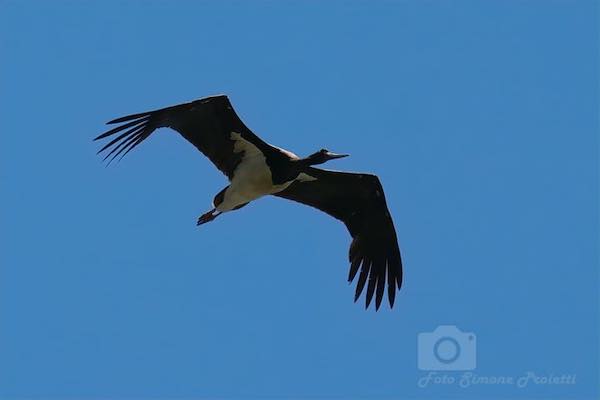 Una rarissima cicogna nera sorvola il cielo dell'Oasi WWF Lago di Alviano