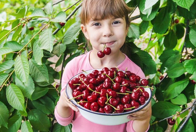 La Festa delle Ciliegie si fa in versione digitale. Storia e gastronomia in primo piano