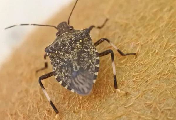 Cimice asiatica nel Viterbese. Battistoni: "Il Governo attivi la sperimentazione della vespa samurai"