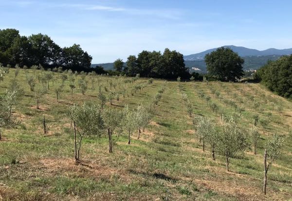 "Olea Mundi", nuovi progetti per la Collezione Mondiale degli Ulivi