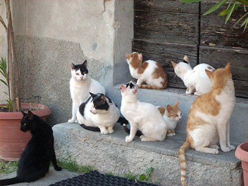 Colonia di gatti sterminata con il veleno, a Monterubiaglio è caccia ai colpevoli