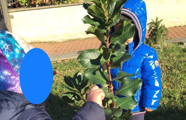 Un corbezzolo al Nido di Allerona. Dedicato ai più piccoli, simbolo del futuro