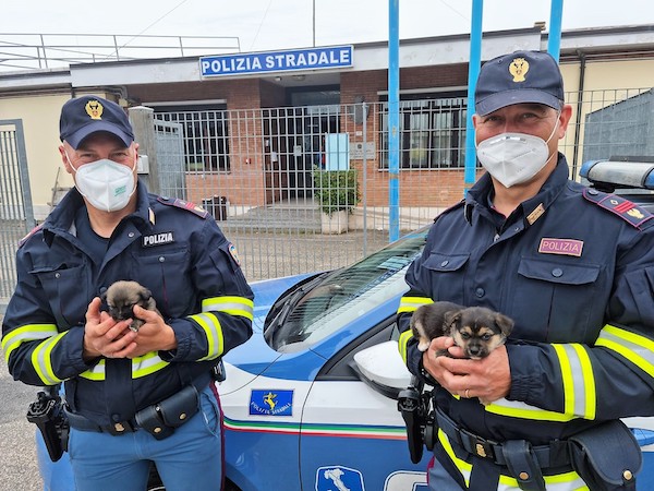Salvati tre cuccioli poco prima del casello autostradale di Fabro