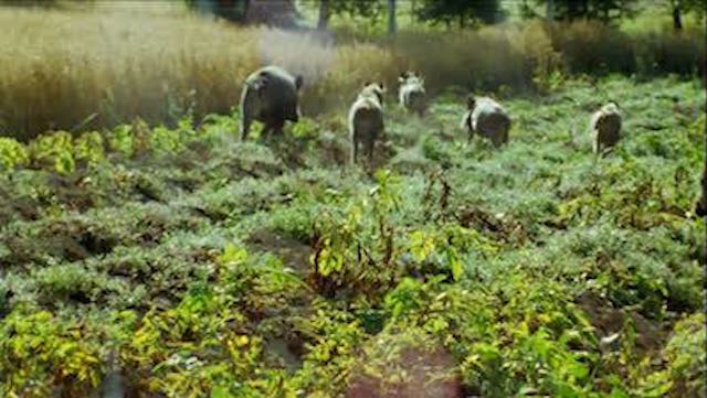 Danni da fauna selvatica, arriva il modulo online per segnalarli