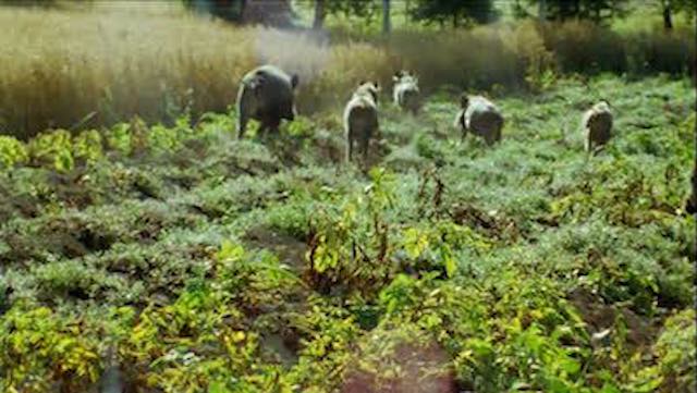 Abbattimenti per contenimento del cinghiale. Federcaccia: "Troppi ostacoli"