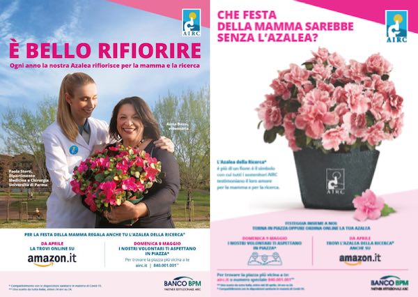 Nel weekend torna in piazza l'Azalea della Ricerca. Con la Fondazione Airc "È bello rifiorire"