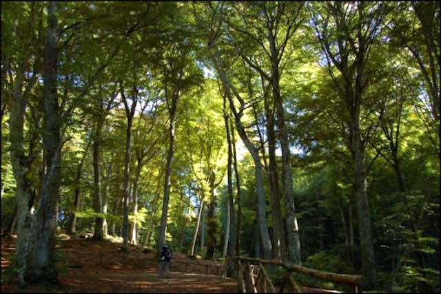 La Faggeta Vetusta dei Monti Cimini riconosciuta Patrimonio Naturale dell'Umanità