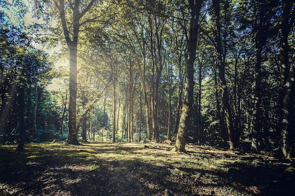 Geologia e musica si incontrano tra "I Suoni della Faggeta"