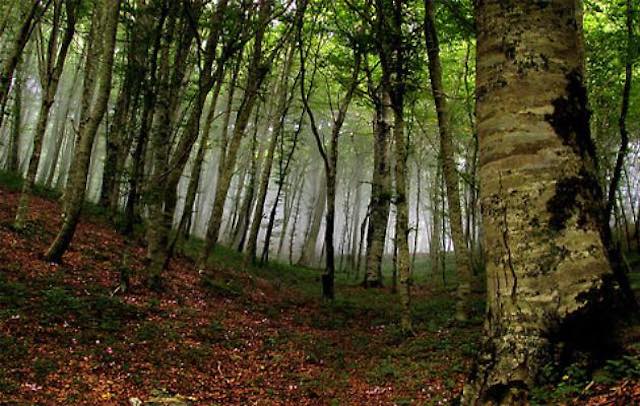 Faggete Vetuste Unesco, bandiera per la conservazione della natura in Europa. Unitus in prima linea