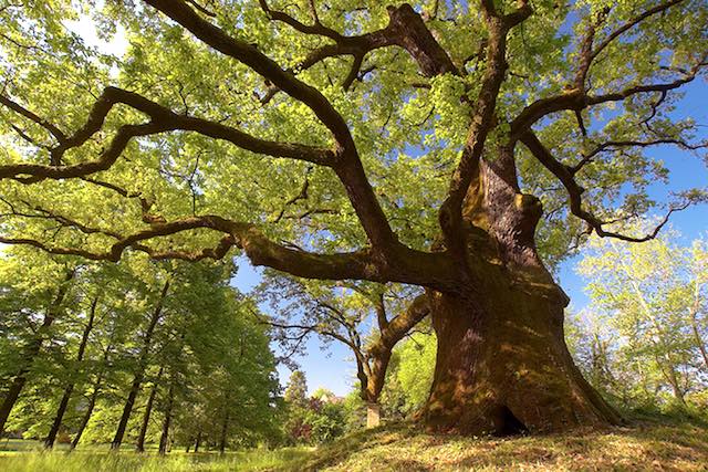 Orvietano e Alfina nel primo Elenco degli Alberi Monumentali d'Italia