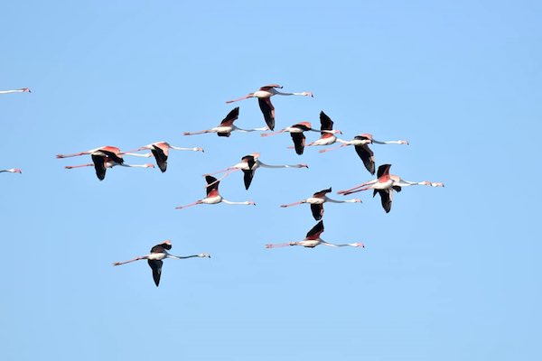 Avvistati 17 fenicotteri rosa, inanellati 5 anni fa nella Camargue francese