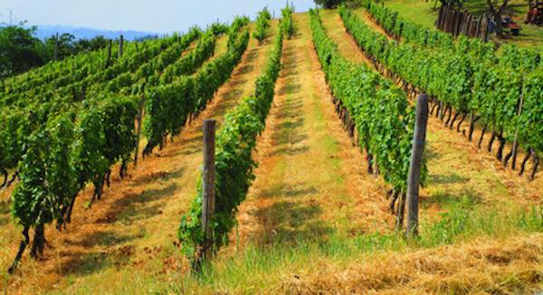 Umbria, un anno d'oro per il vino. Al Borgo La Chiaracia una produzione di eccellenza 