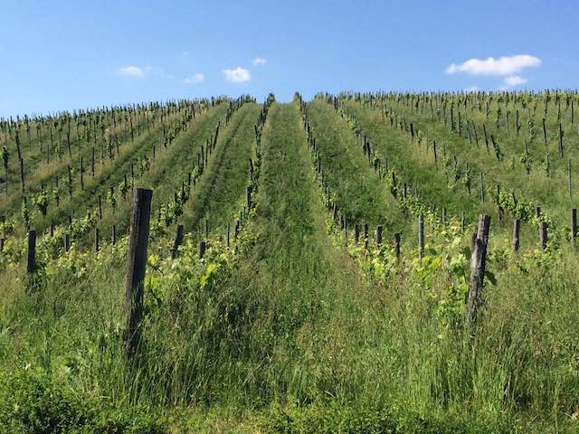 "Oltre le avversità, la volontà e la forza delle produttrici umbre del vino e dell'olio per il rinnovamento nel solco della tradizione"