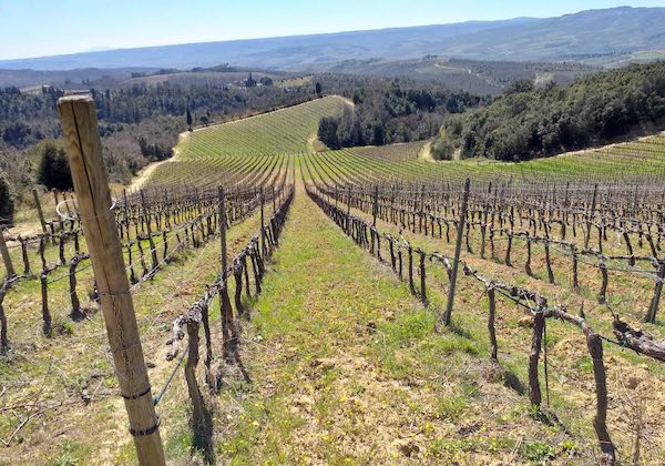 Ok al decreto vigneti storici ed eroici. Gallinella (M5S): "La misura aiuterà a valorizzare il settore"