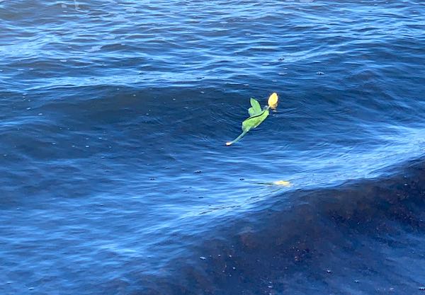 Quattordici anni senza Luca Coscioni. Un fiore in mare in sua memoria