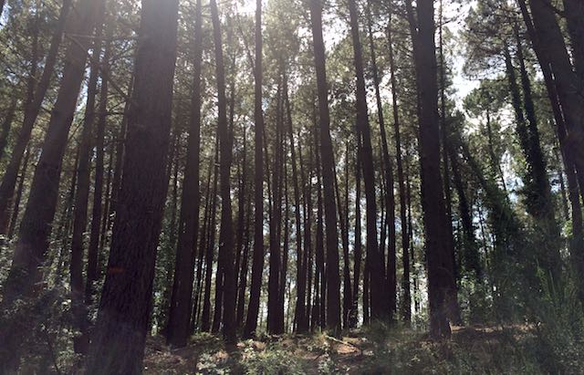 "Filiere forestali e sostenibilità, tra bioeconomia e servizi ecosistemici"