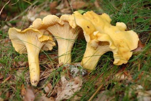 Ad Allerona Scalo, si inagura la 26esima Mostra Micologica Interregionale