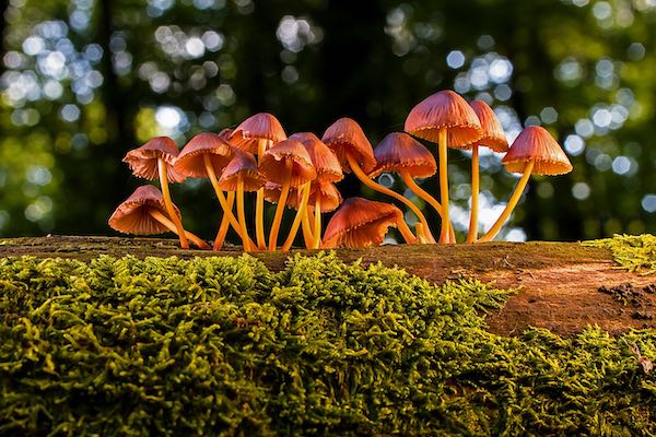 Quinta Mostra Micologica all'Orto Botanico. Tra laboratori, visite e consulenze