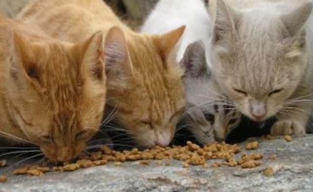 Sterilizzazione dei gatti delle colonie feline, approvata la mozione di "Porano Conta!"